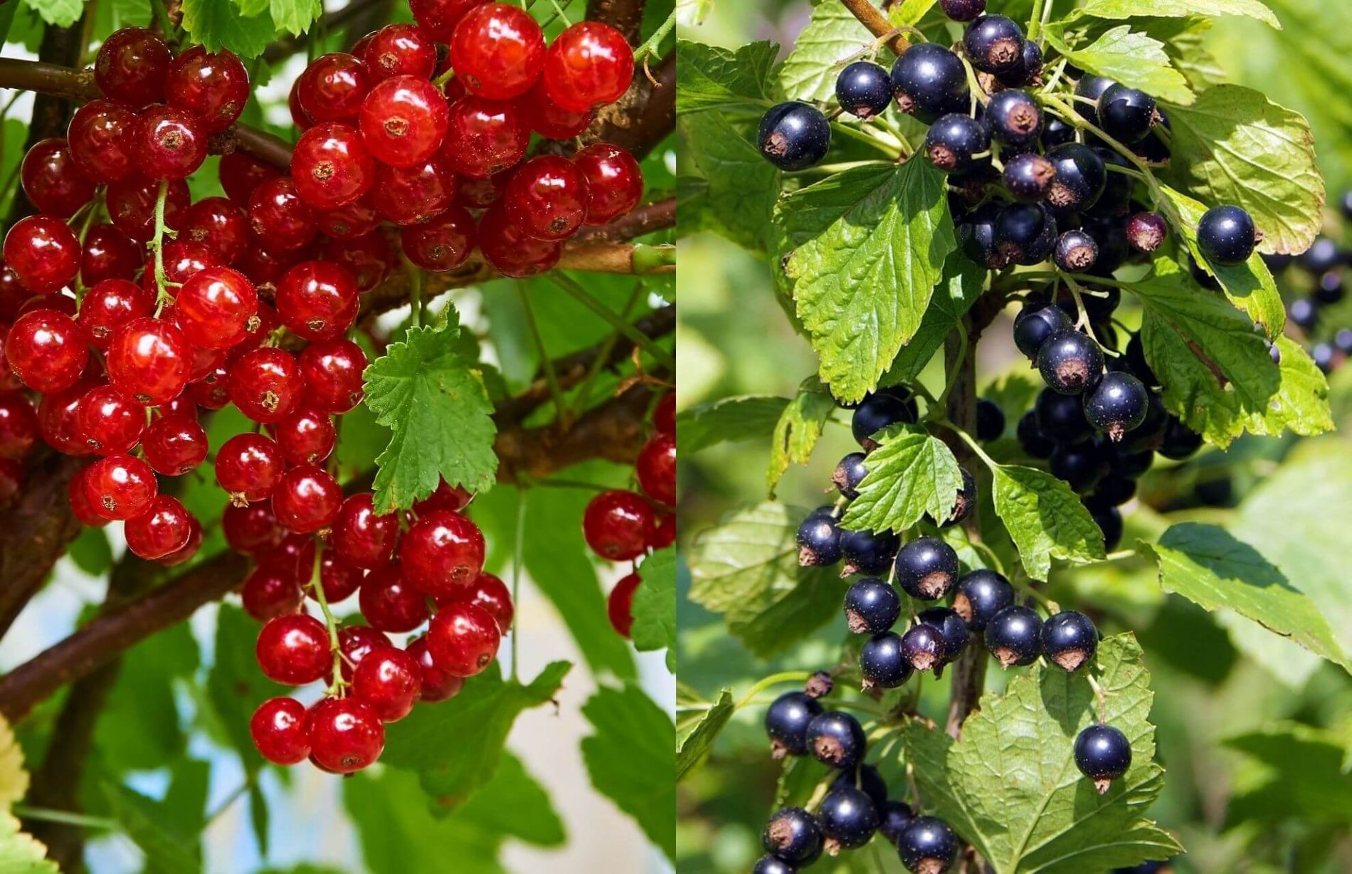 Compre plantas de groselheira, groselheira vermelha e groselheira preta