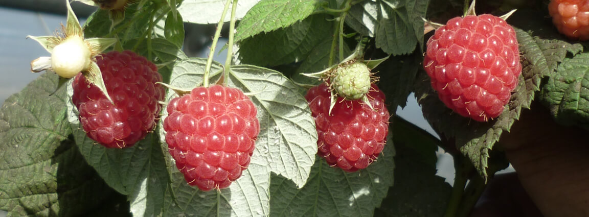 Venda online de plantas de framboesa, Rubus idaeus