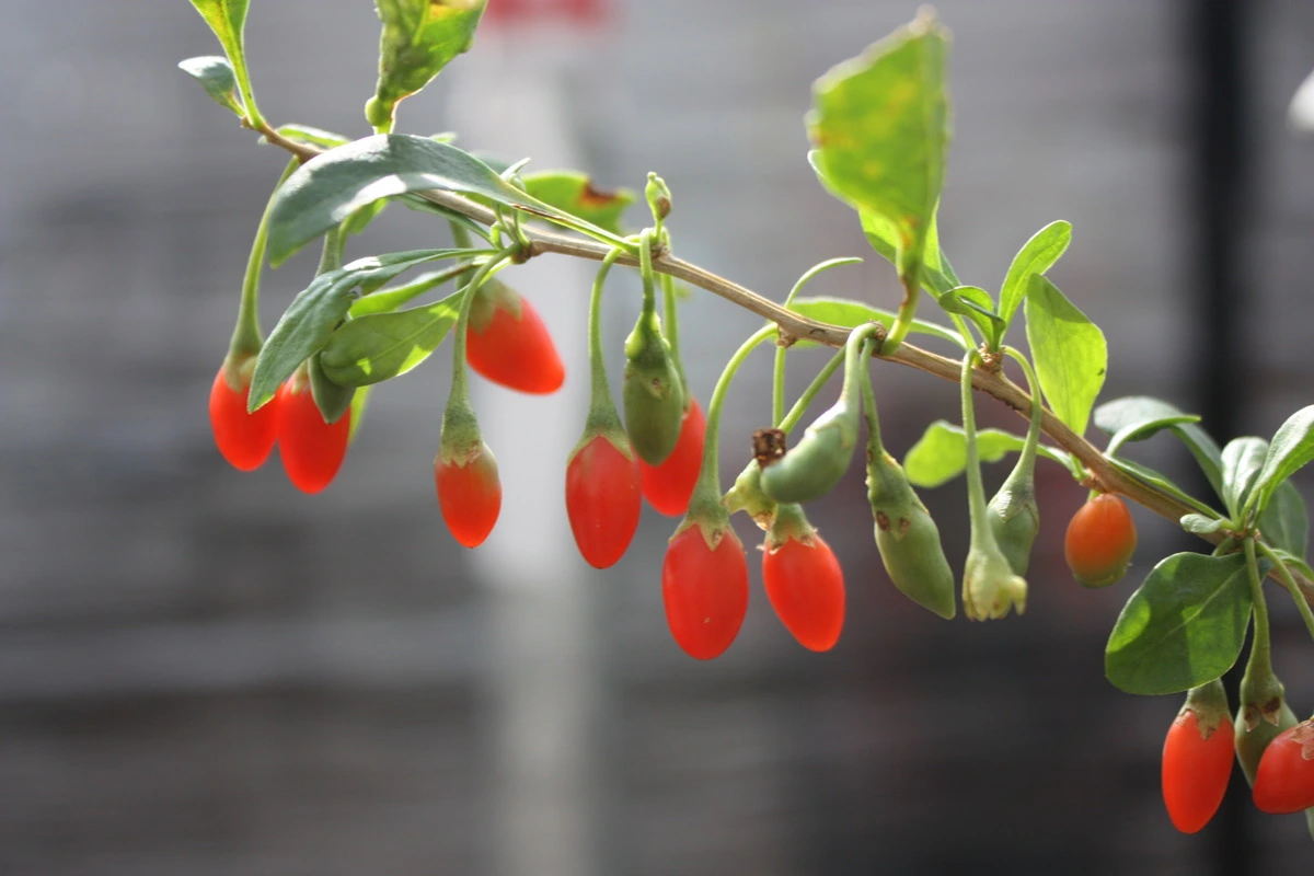 Venda on-line de plantas O Goji