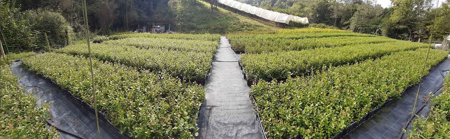 Plantacion de arndanos en asturias