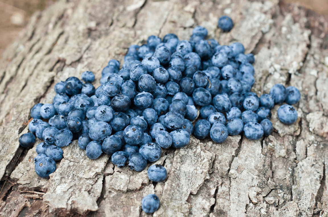 Viveiro on-line de plantas de de mirtilo e outros frutos vermelhos