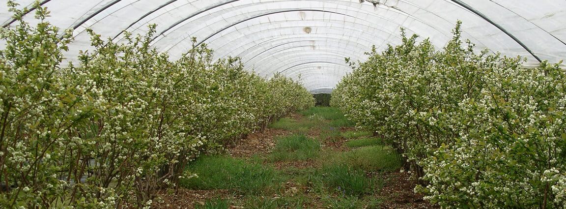 Venda online de plantas de mirtilo