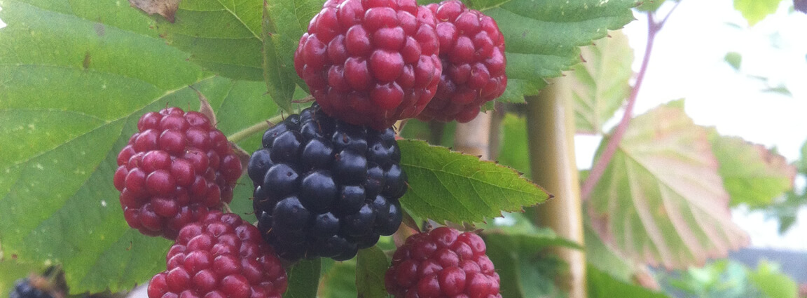 Venda online de plantas de amora, Rubus fruticosus