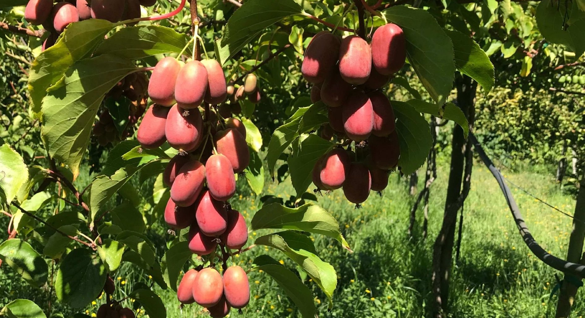 Venda online de plantas de baby kiwi ou mini kiwi