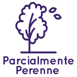 Tipo de hoja: Parcialmente perenne